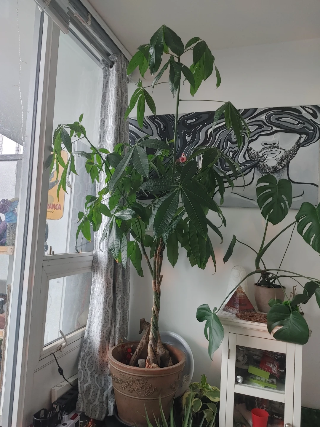 Money Tree Plant - photo 2