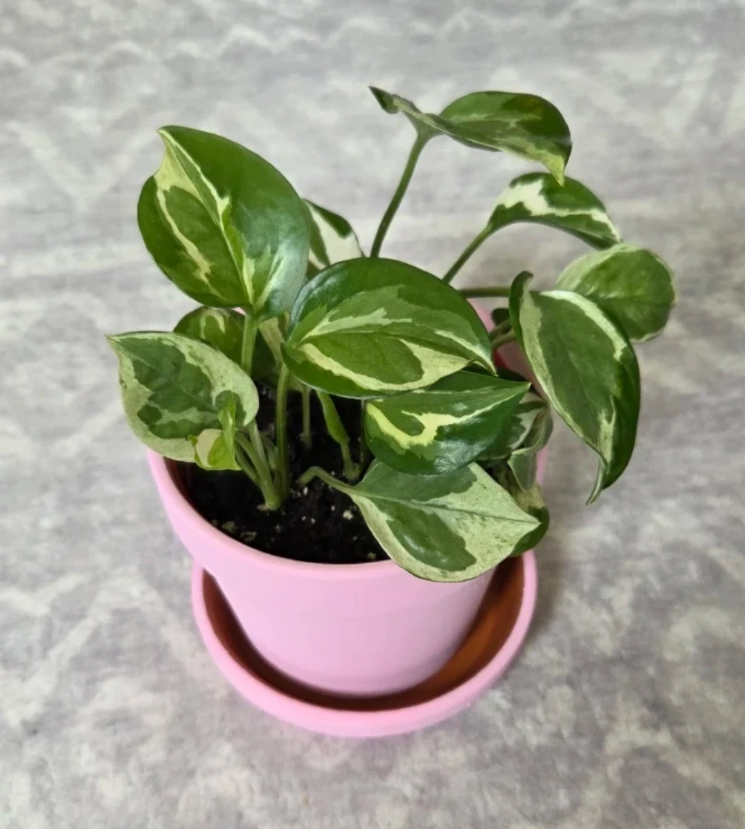 Pothos n Joy (4" pot) 🪴