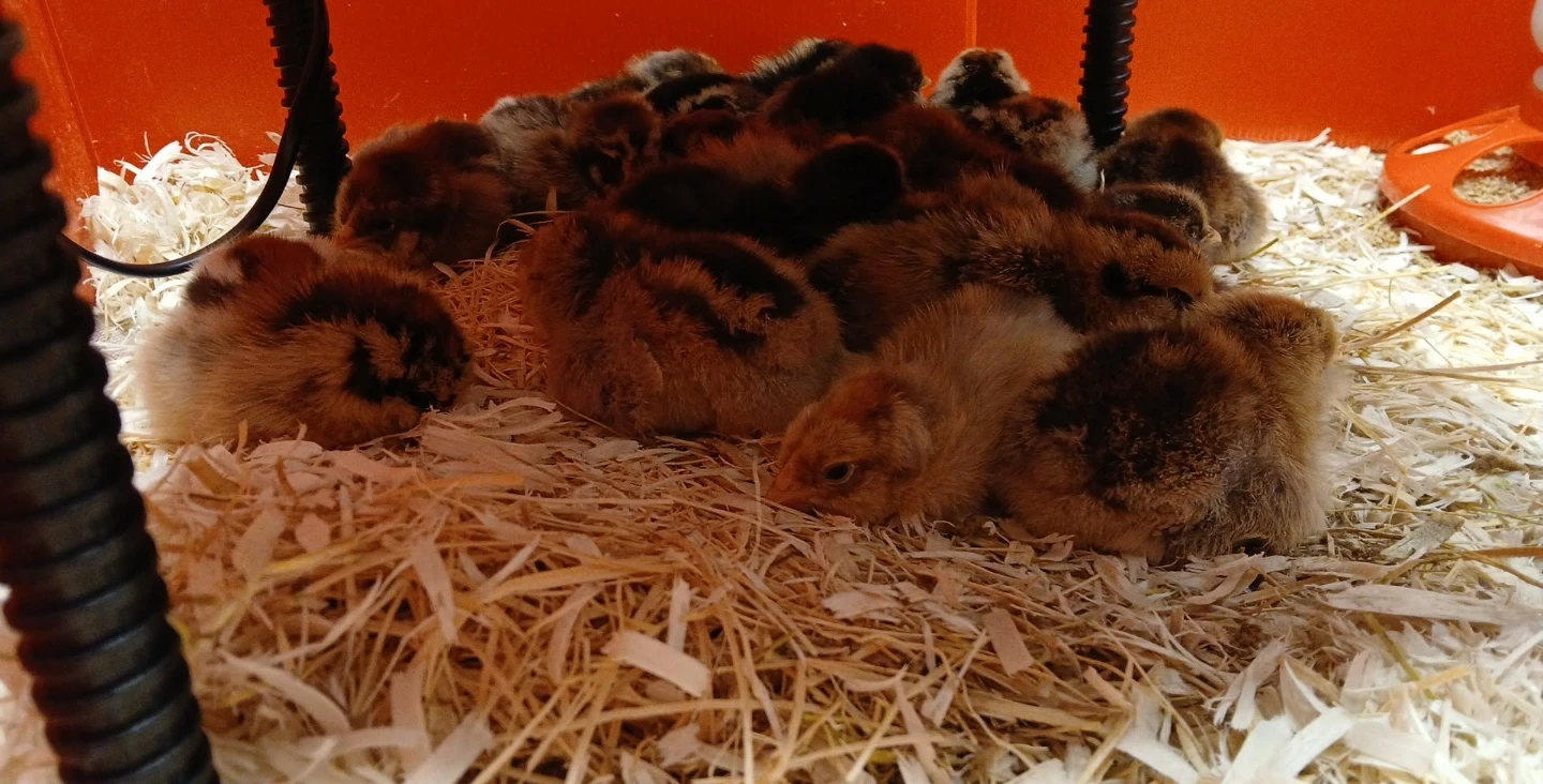 Chicken poop for fertilizer