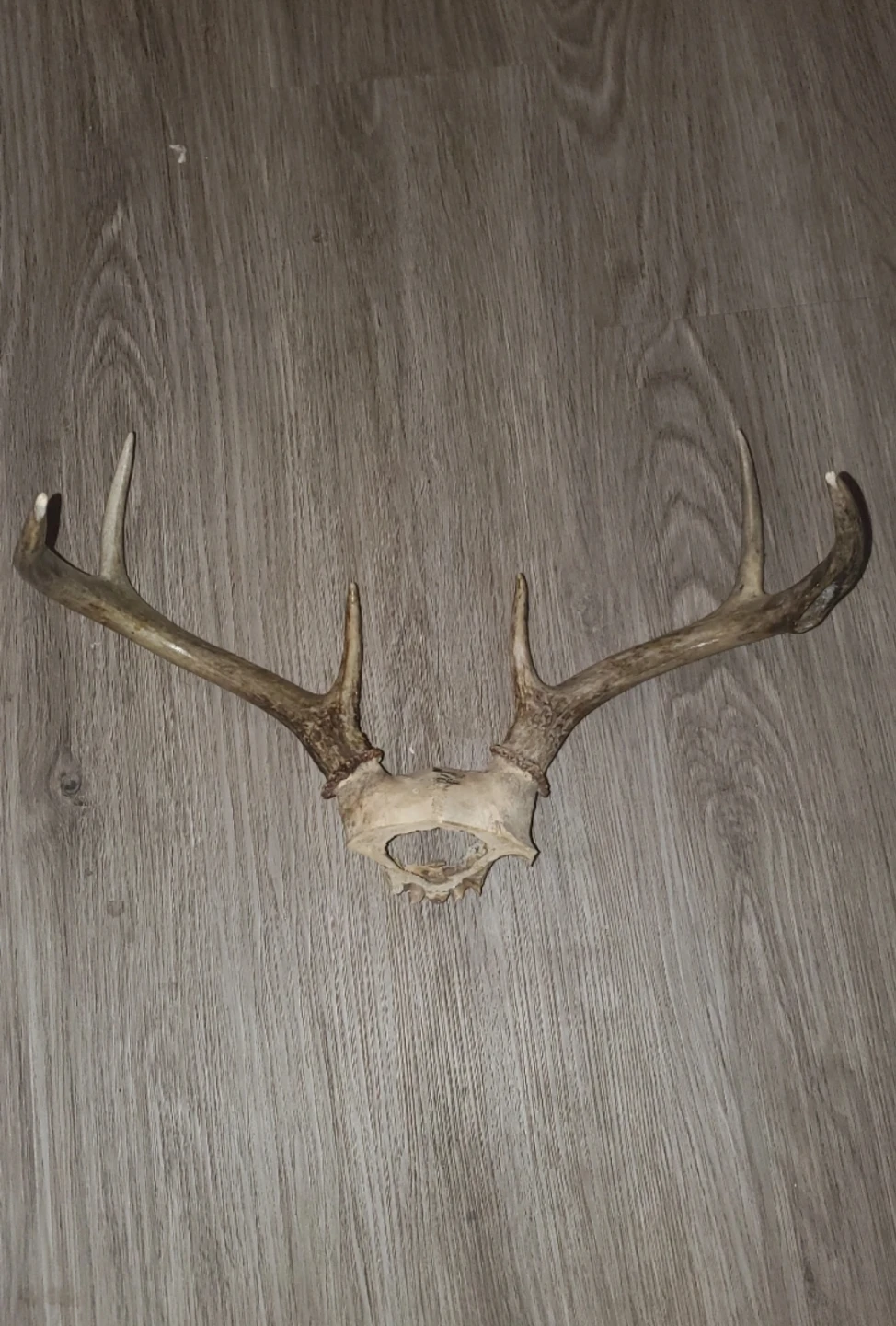 Deer Antlers