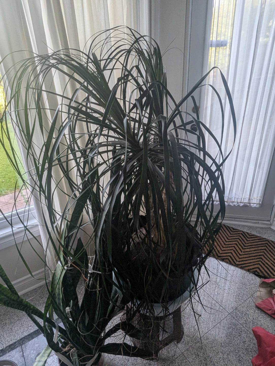 Ponytail Palm Plant