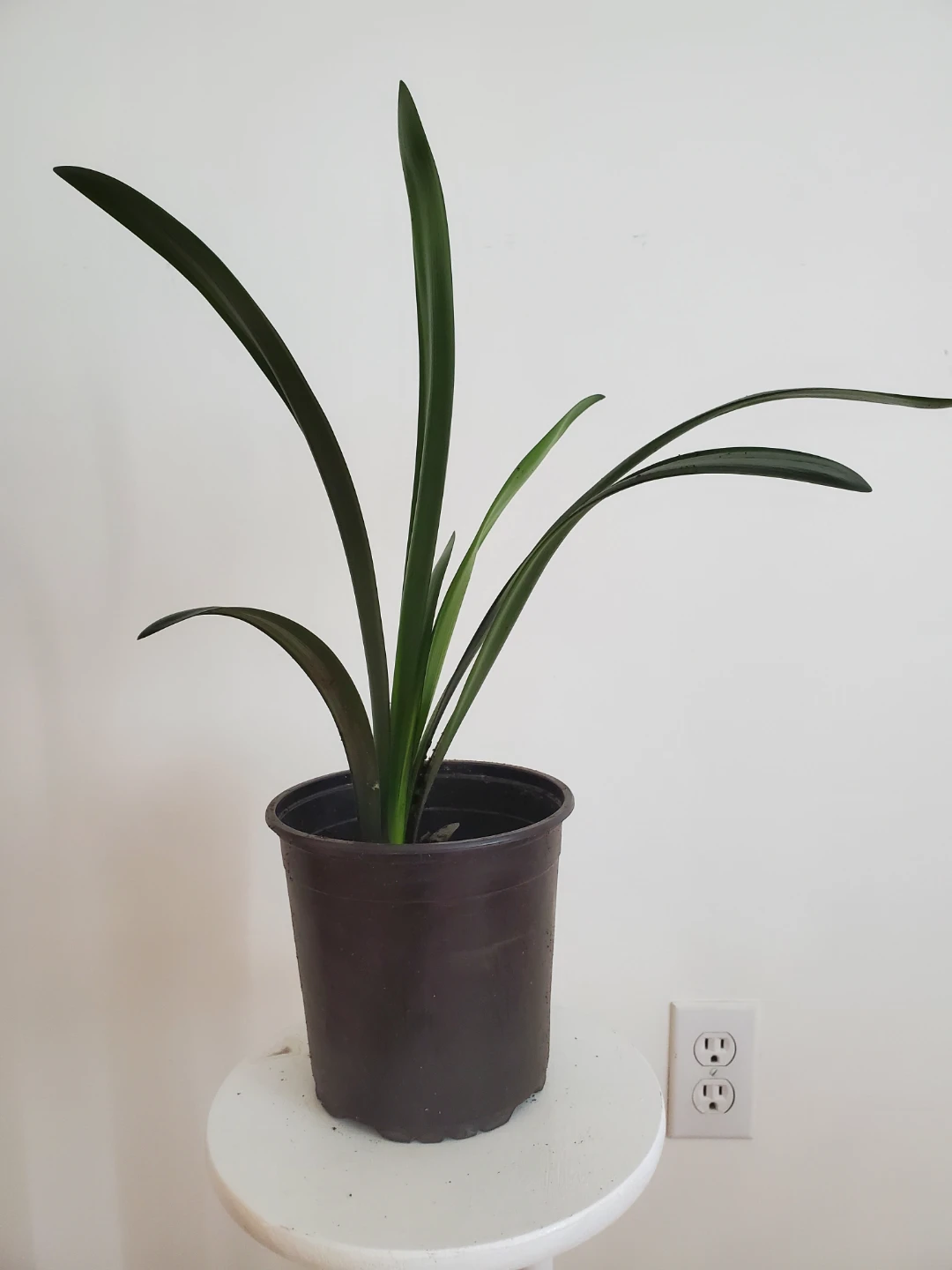 Clivia Plant