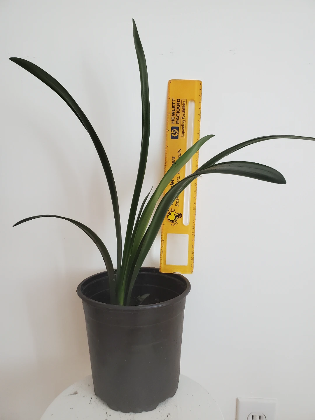 Clivia Plant - photo 2
