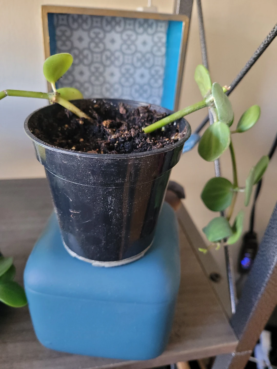 Potted Houseplant