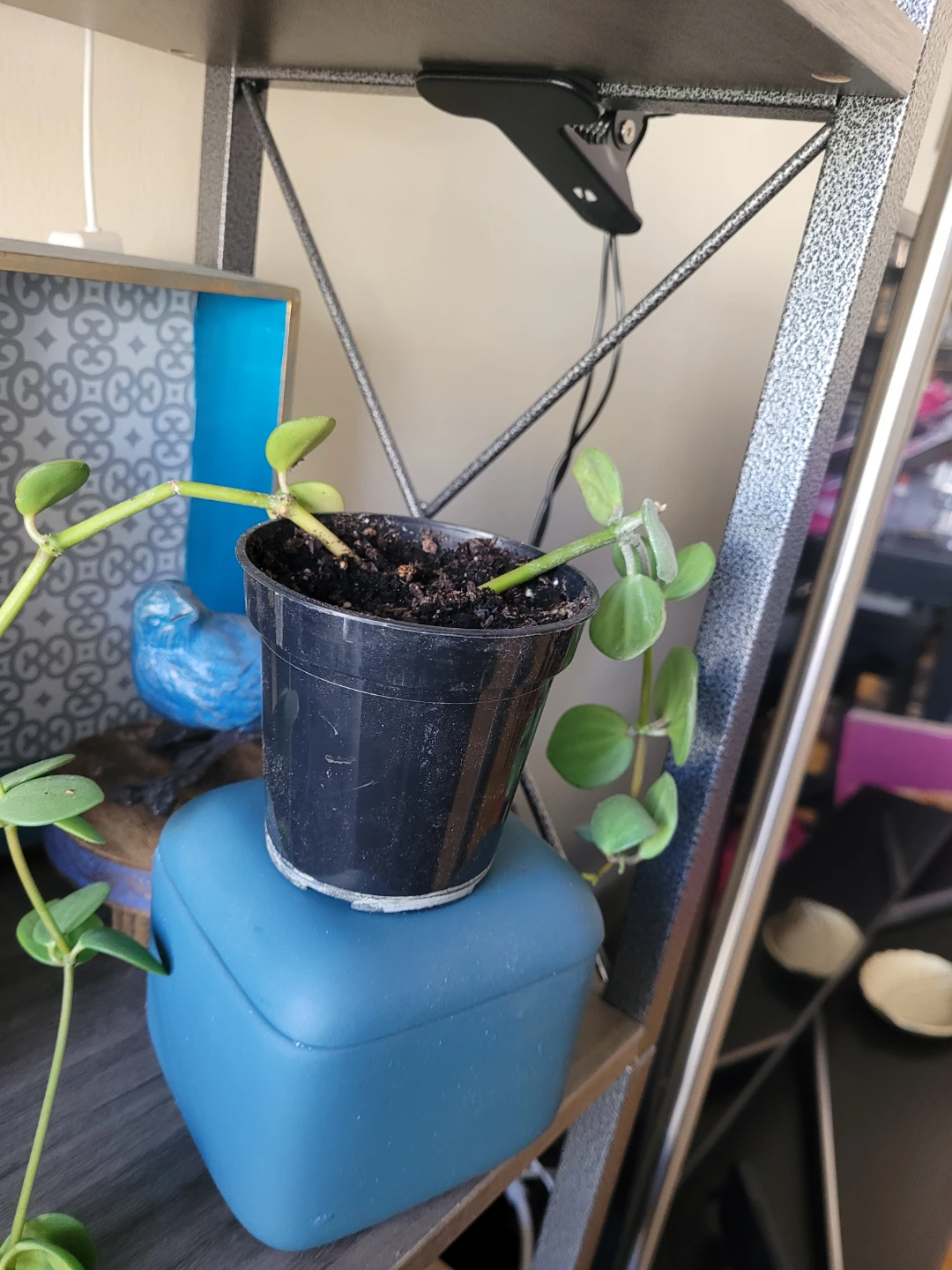 Potted Houseplant - photo 2