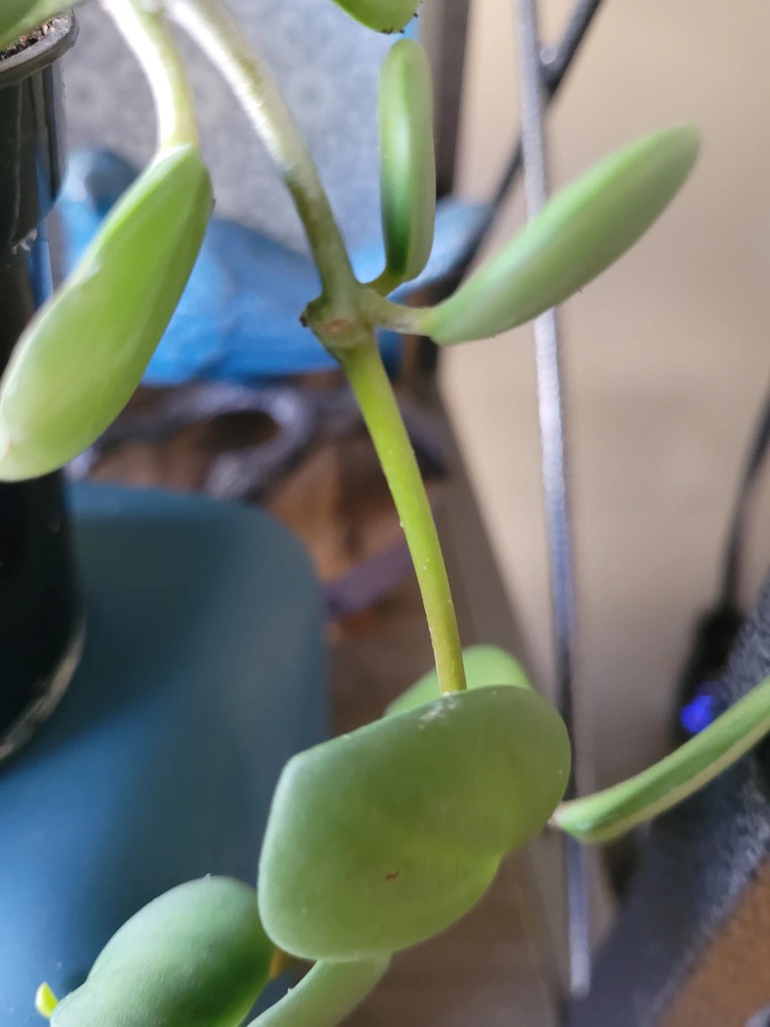 Potted Houseplant - photo 4