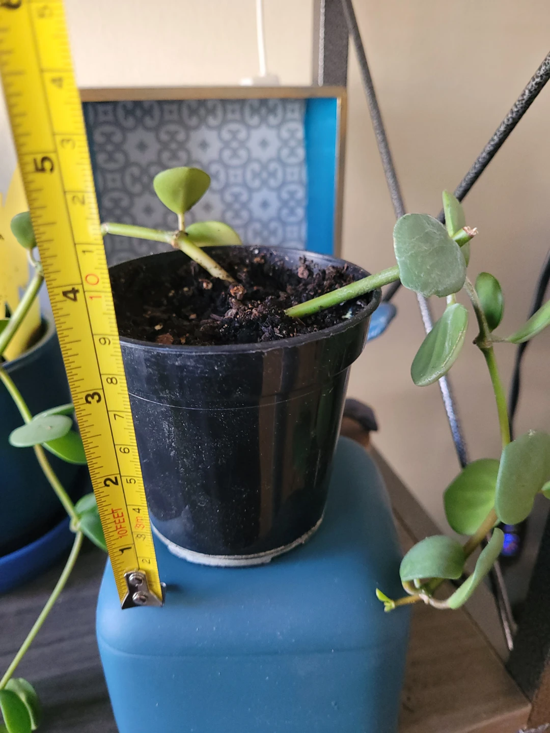 Potted Houseplant - photo 5