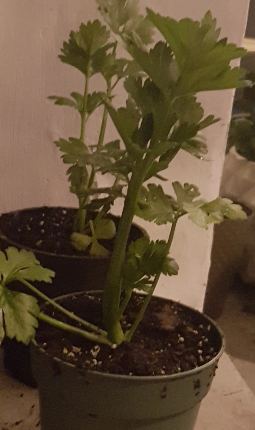 Celery Plants in Pots each one - photo 5