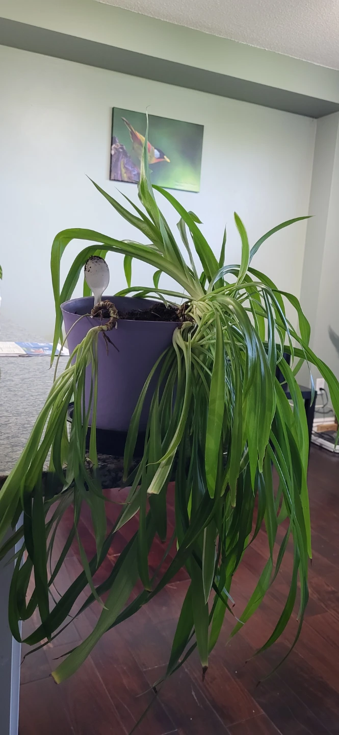 Spider Plant in a big plastic pot