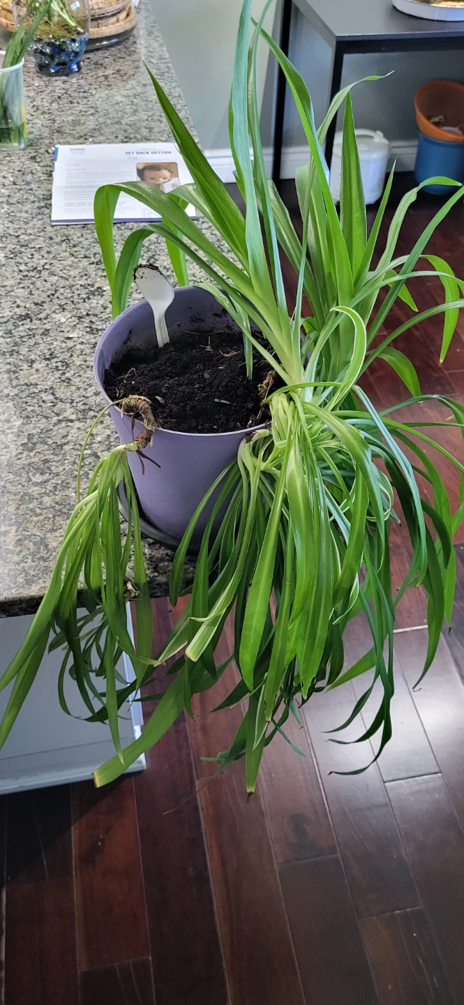 Spider Plant in a big plastic pot - photo 2