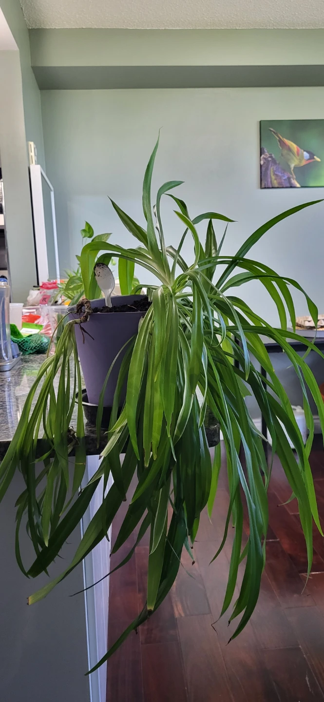 Spider Plant in a big plastic pot - photo 3