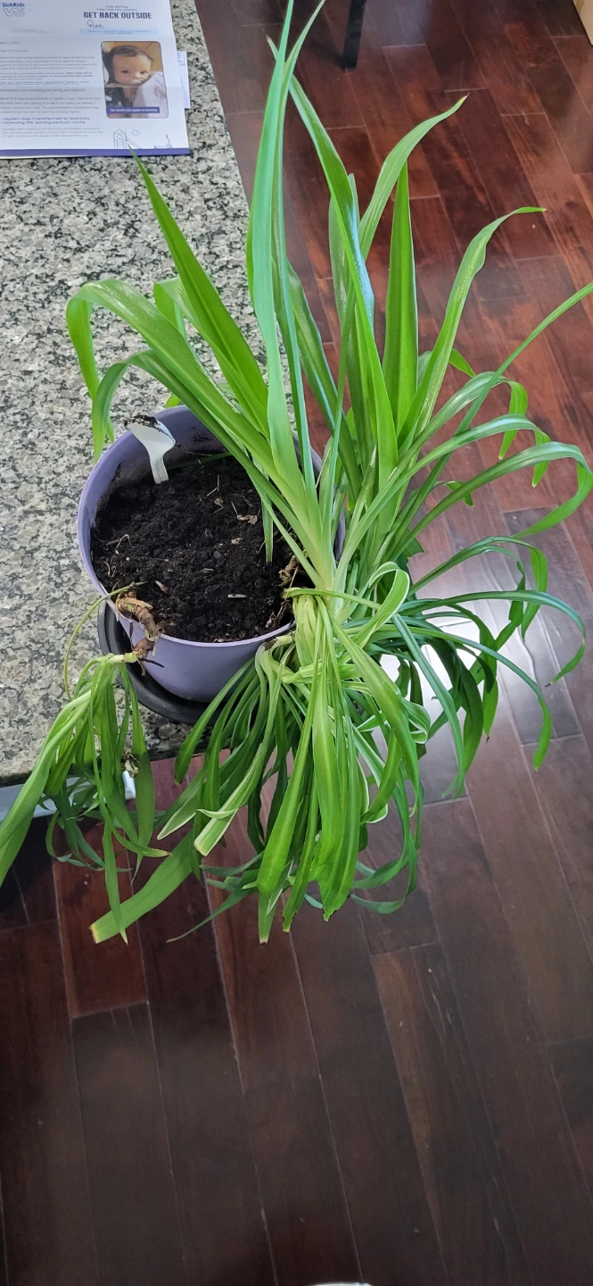 Spider Plant in a big plastic pot - photo 4