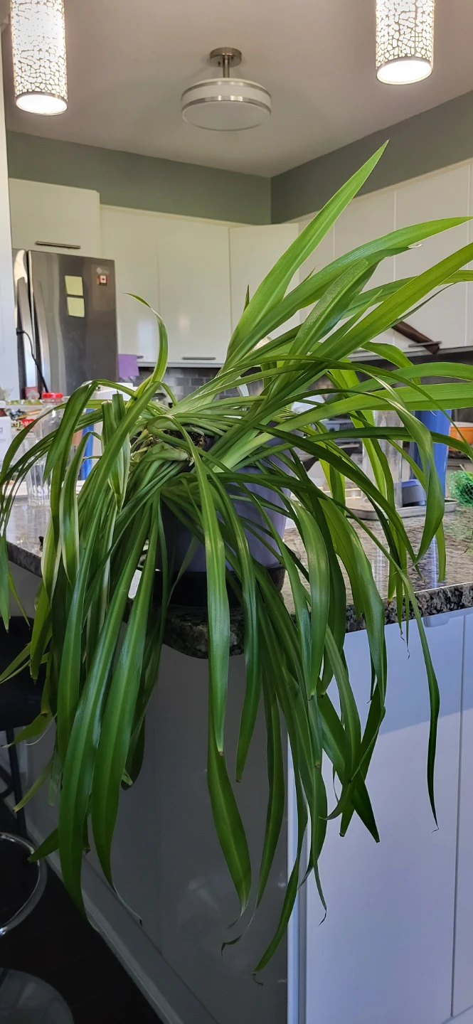 Spider Plant in a big plastic pot - photo 5