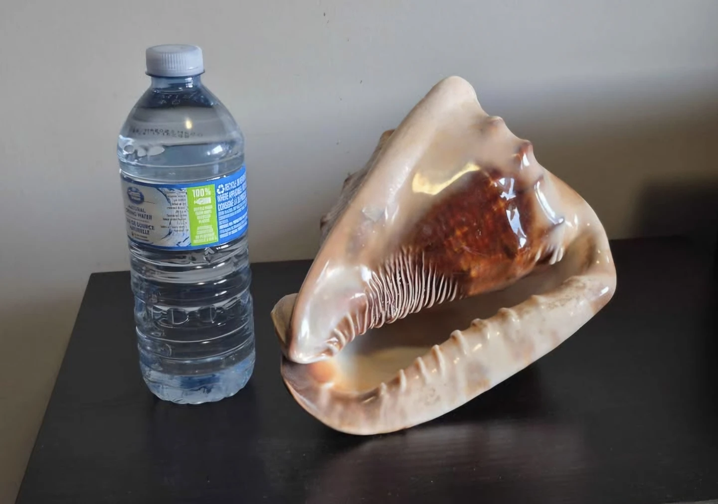 Large Conch Shell for Decor