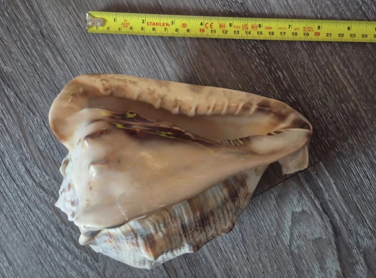 Large Conch Shell for Decor - photo 2