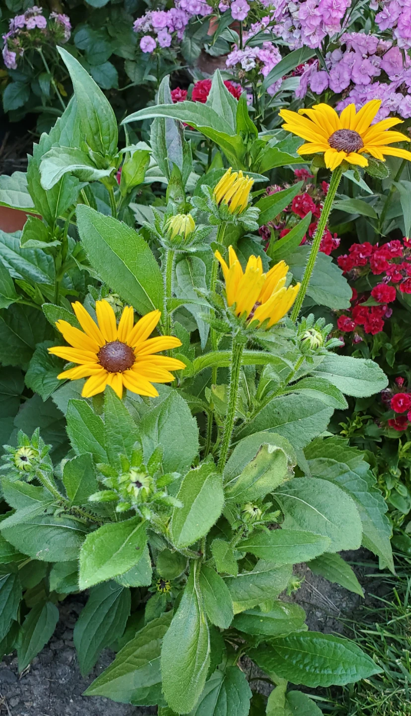 Rudbeckia, Coneflower