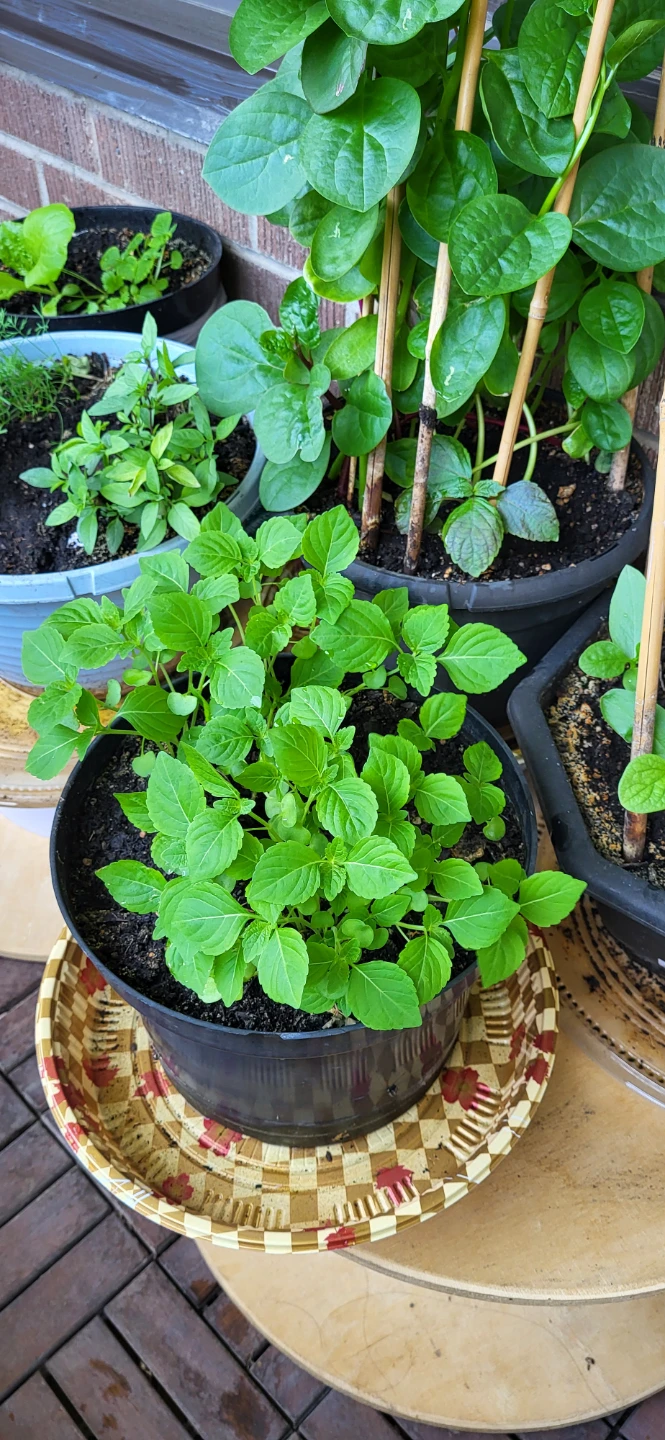 Shiso / Perilla / Kkaenip Plant/ Korean sesame