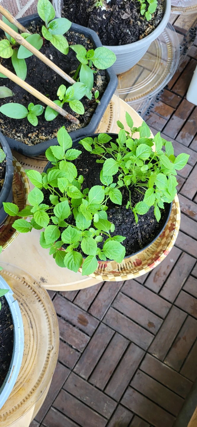 Shiso / Perilla / Kkaenip Plant/ Korean sesame - photo 3