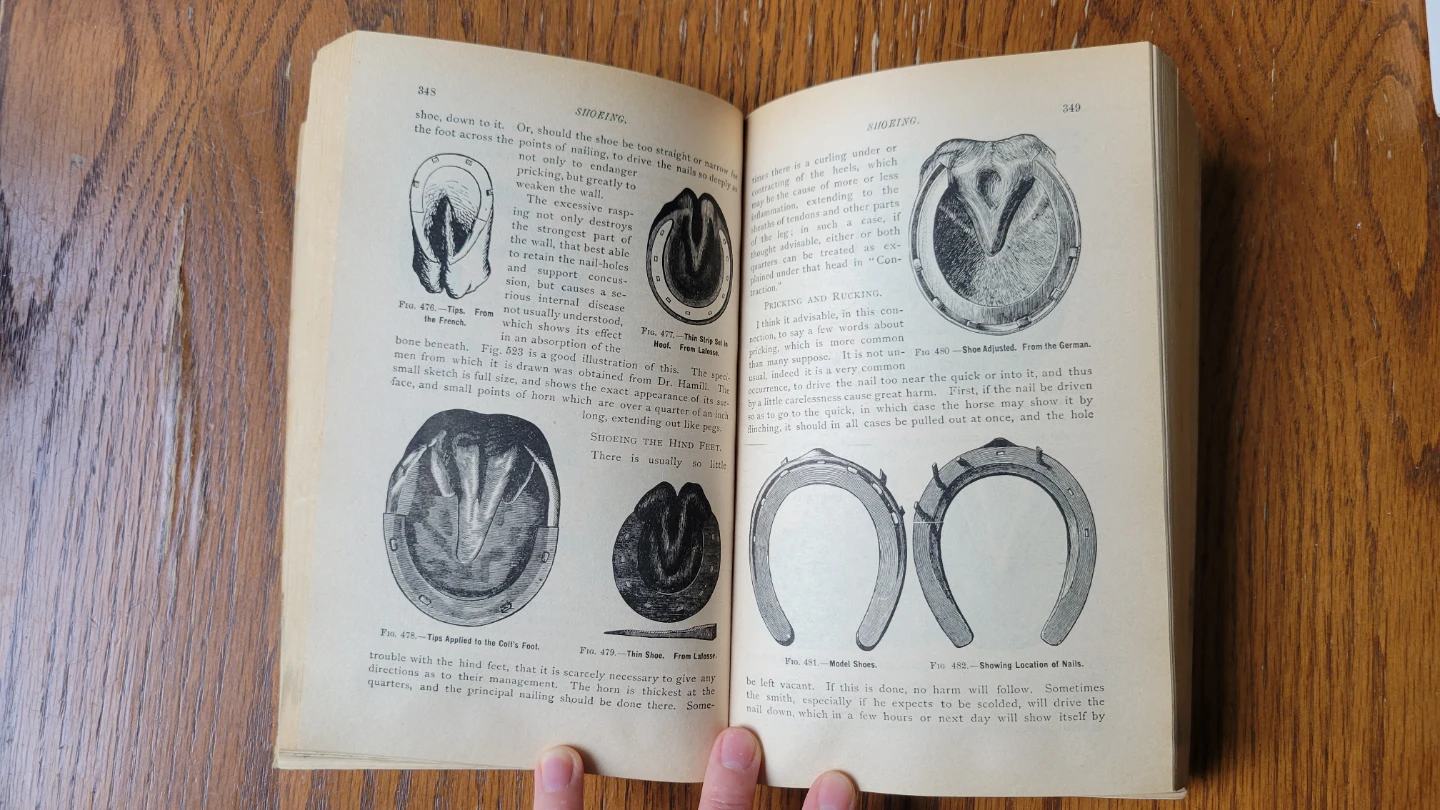 The Horse Encyclopedia Book ⚽ - photo 2
