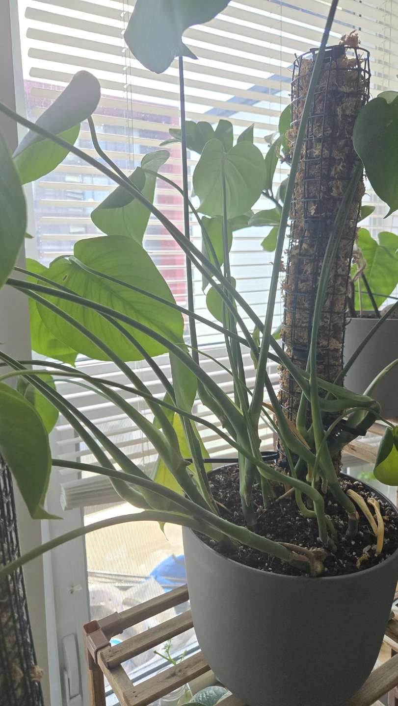 Rooted Monstera Deliciosa Cutting – For Sale or Trade! 1 left