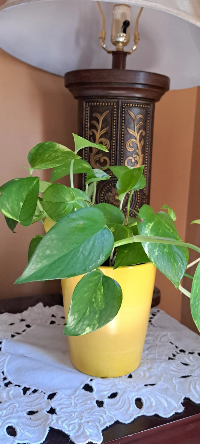 Pothos Plant in Yellow Pot