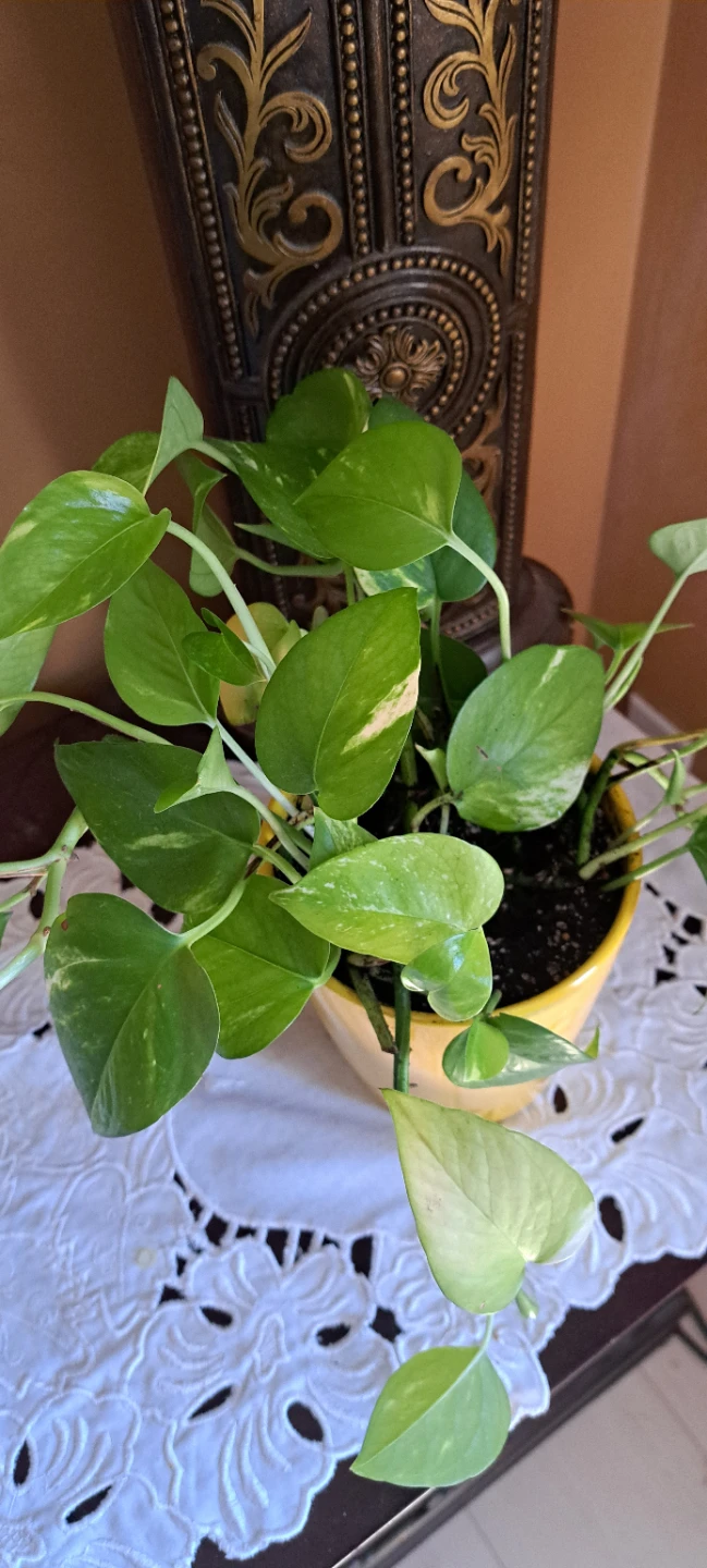 Pothos Plant in Yellow Pot - photo 2