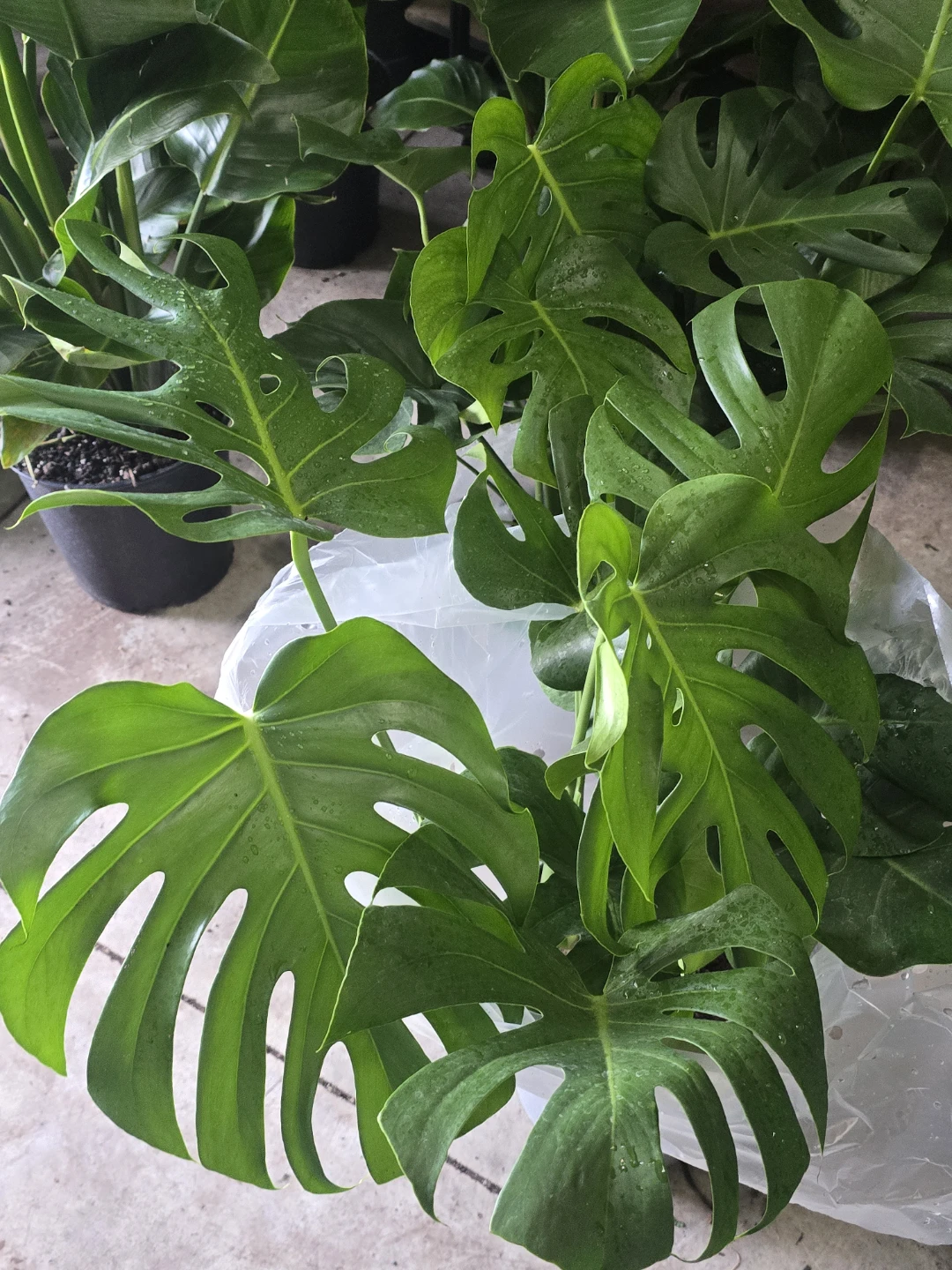 Monstera Plant
