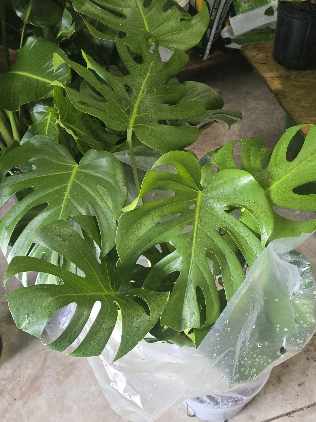 Monstera Plant - photo 2