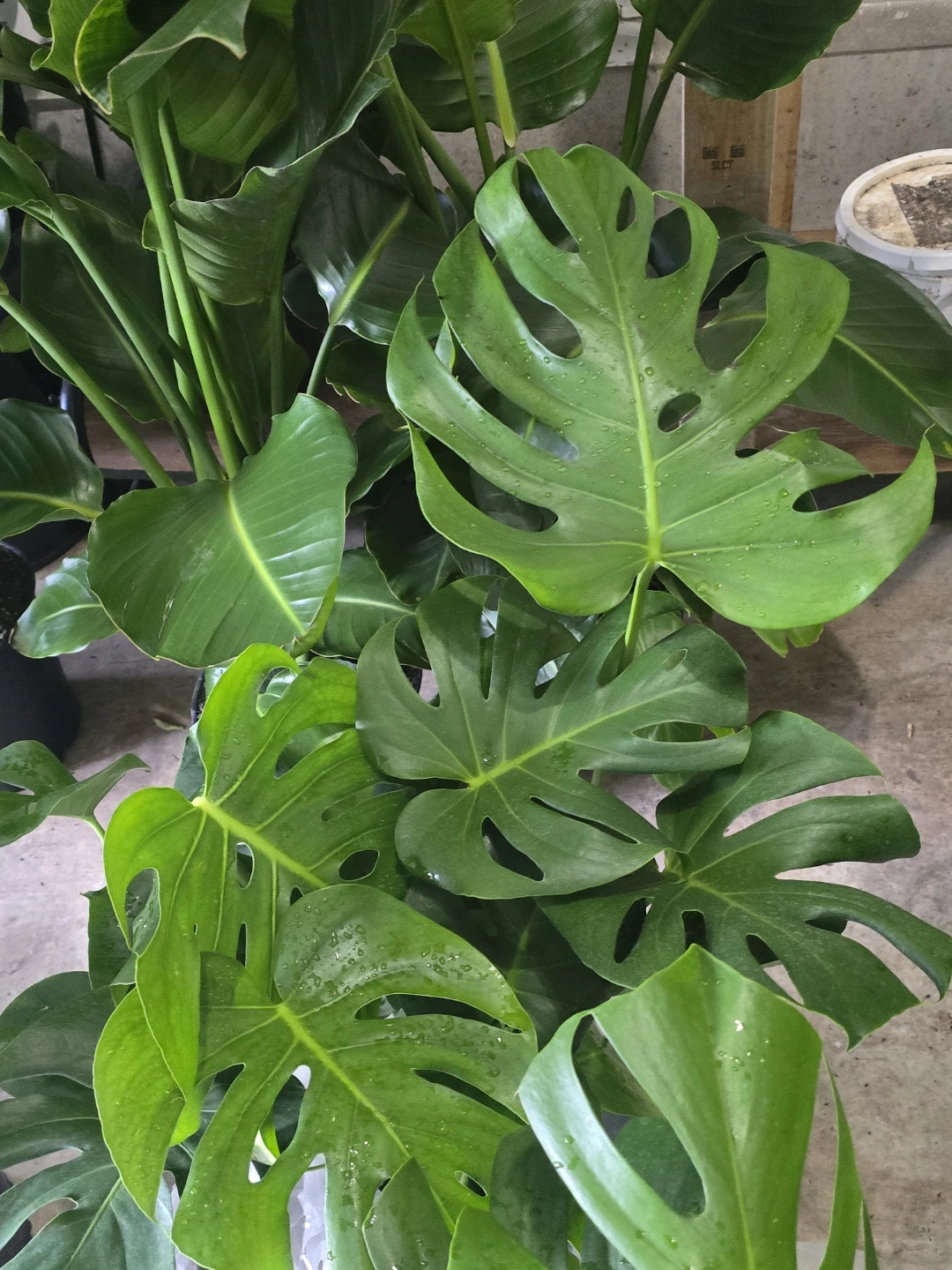 Monstera Plant - photo 3