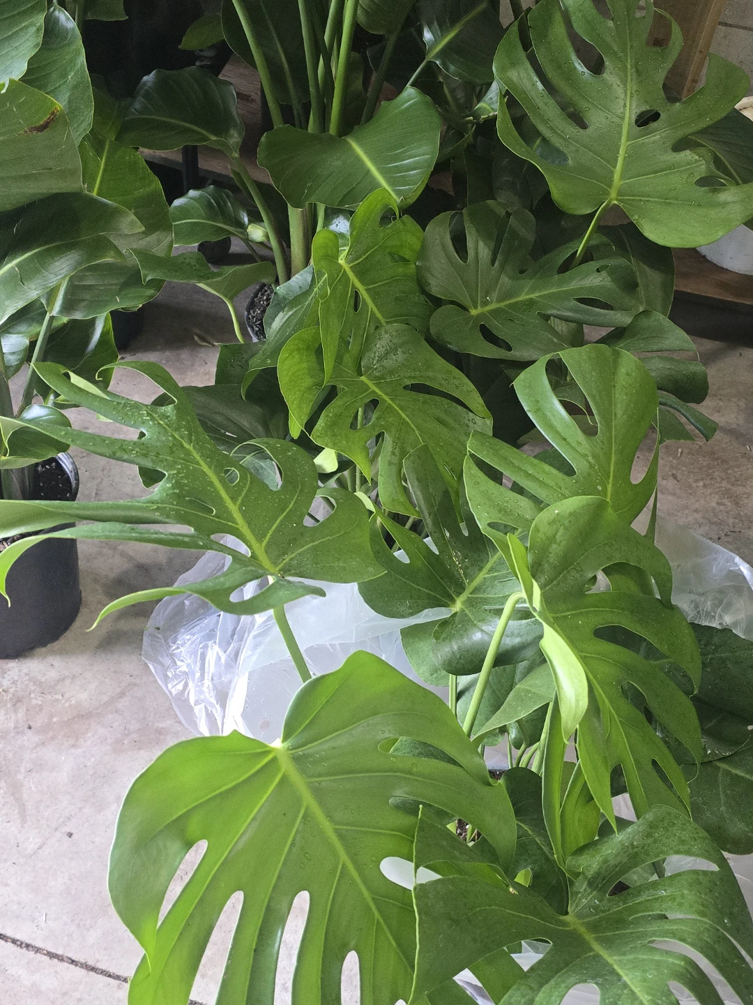 Monstera Plant - photo 4