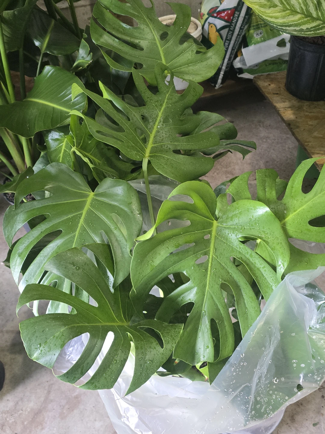 Monstera Plant - photo 5