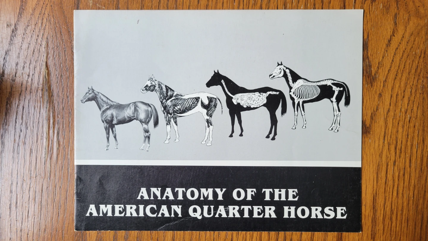 Anatomy of the American Quarter Horse ⚽