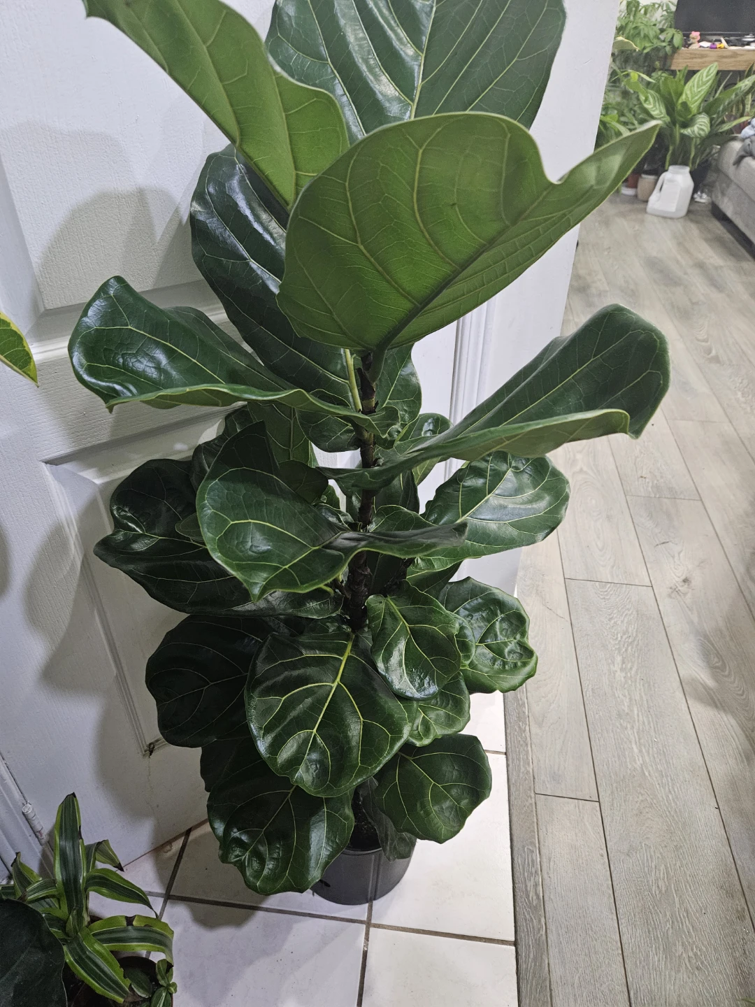 Fiddle Leaf Fig Plant