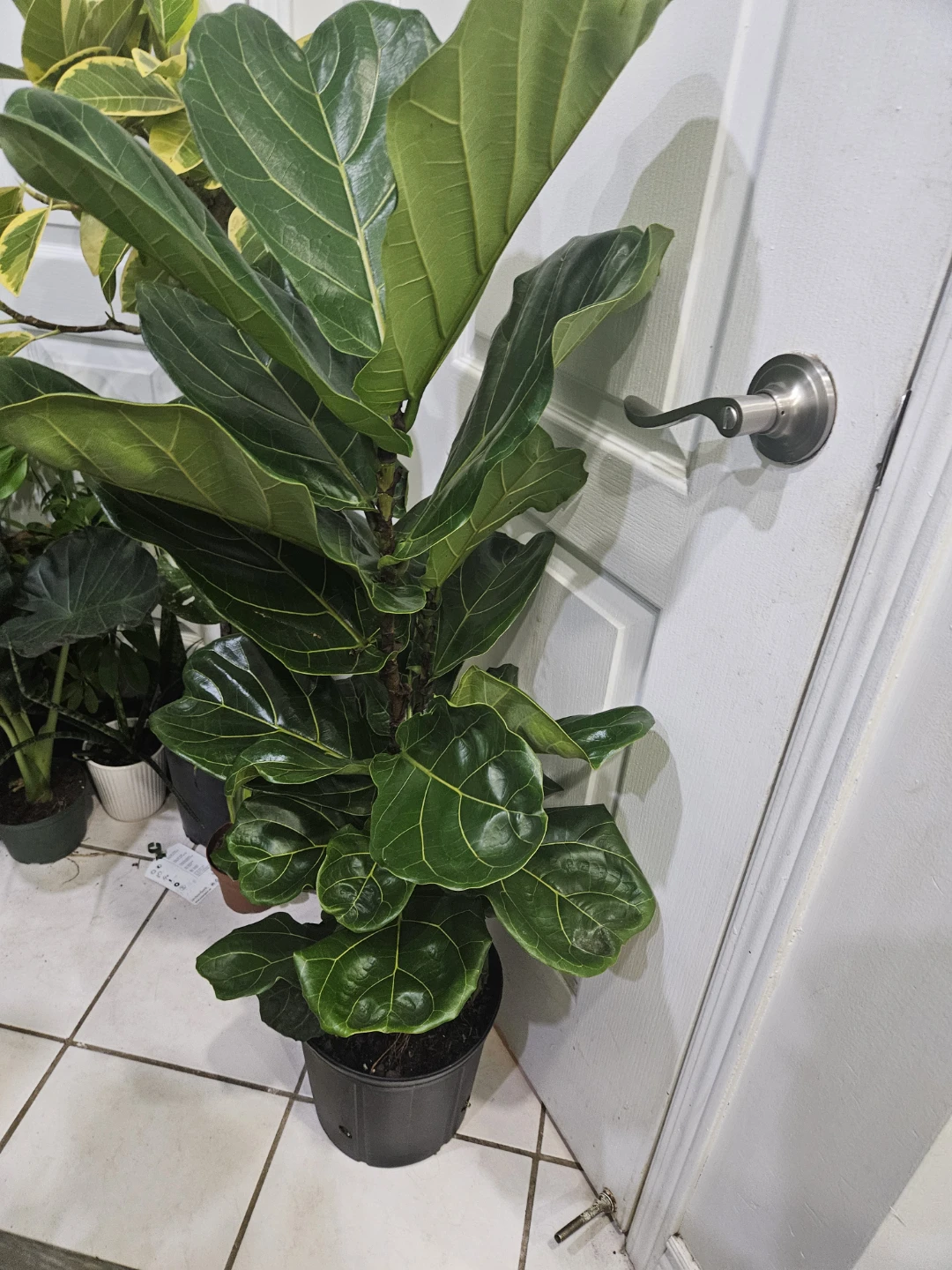 Fiddle Leaf Fig Plant - photo 2