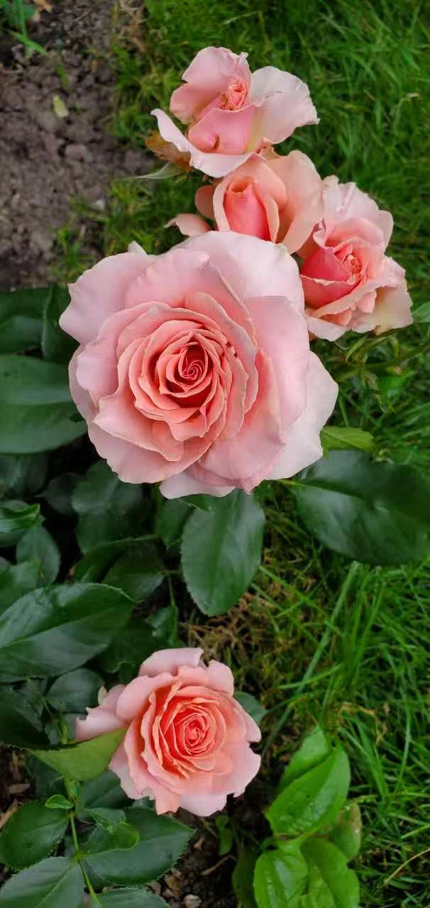 Hybrid tea rose - photo 2