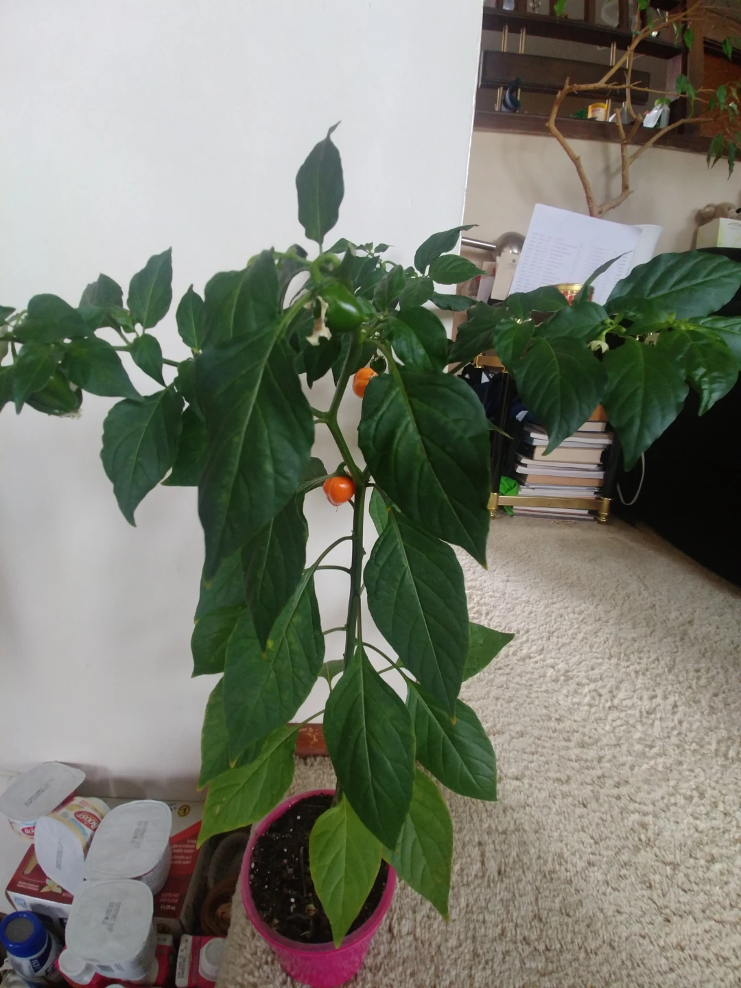 ⚽ Habanero Pepper Plant with Peppers