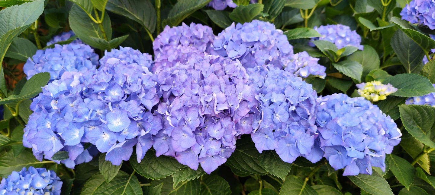 Pink Hydrangea Plant in Pot