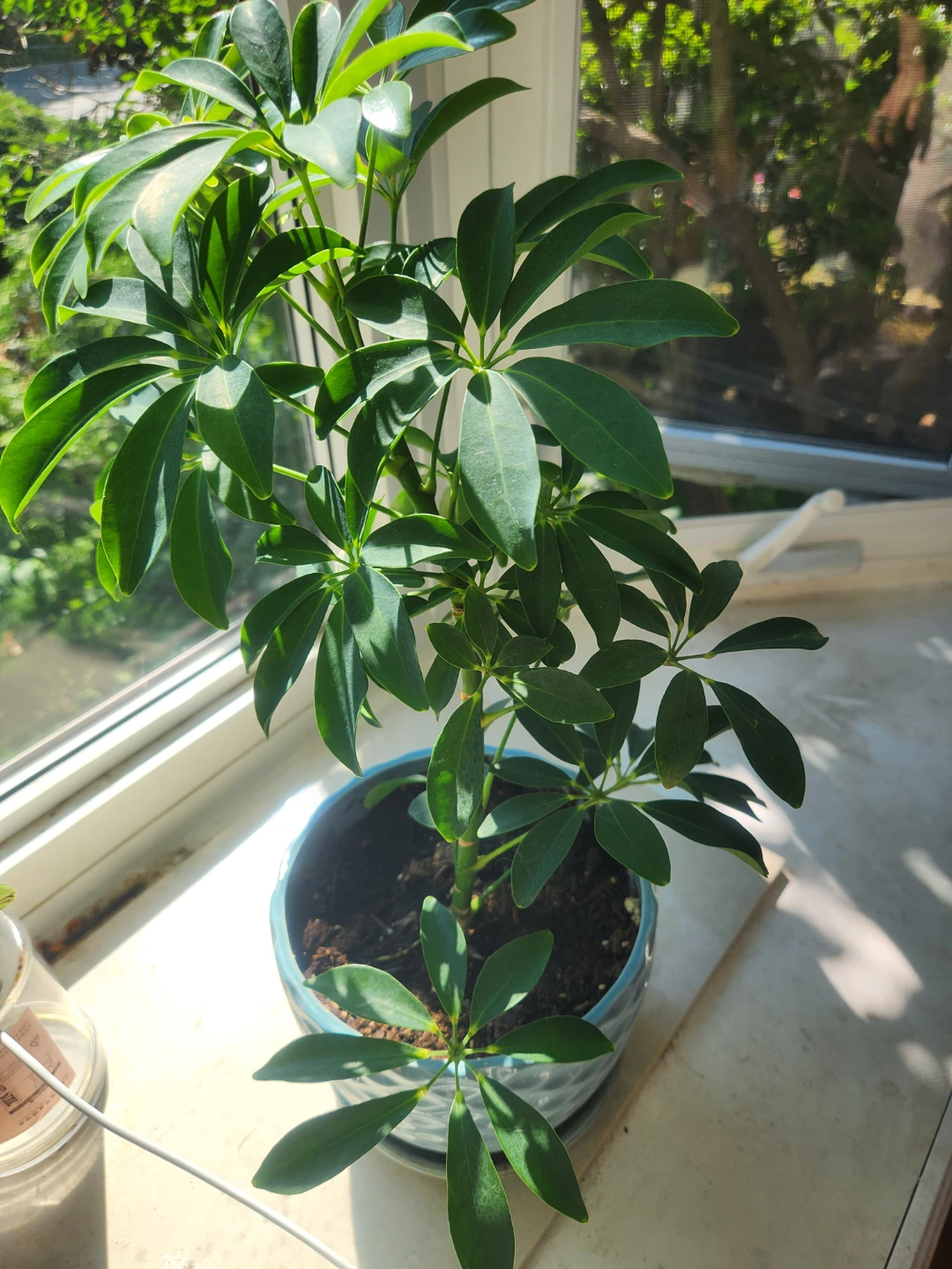 Schefflera Plant in Blue Decorative Pot