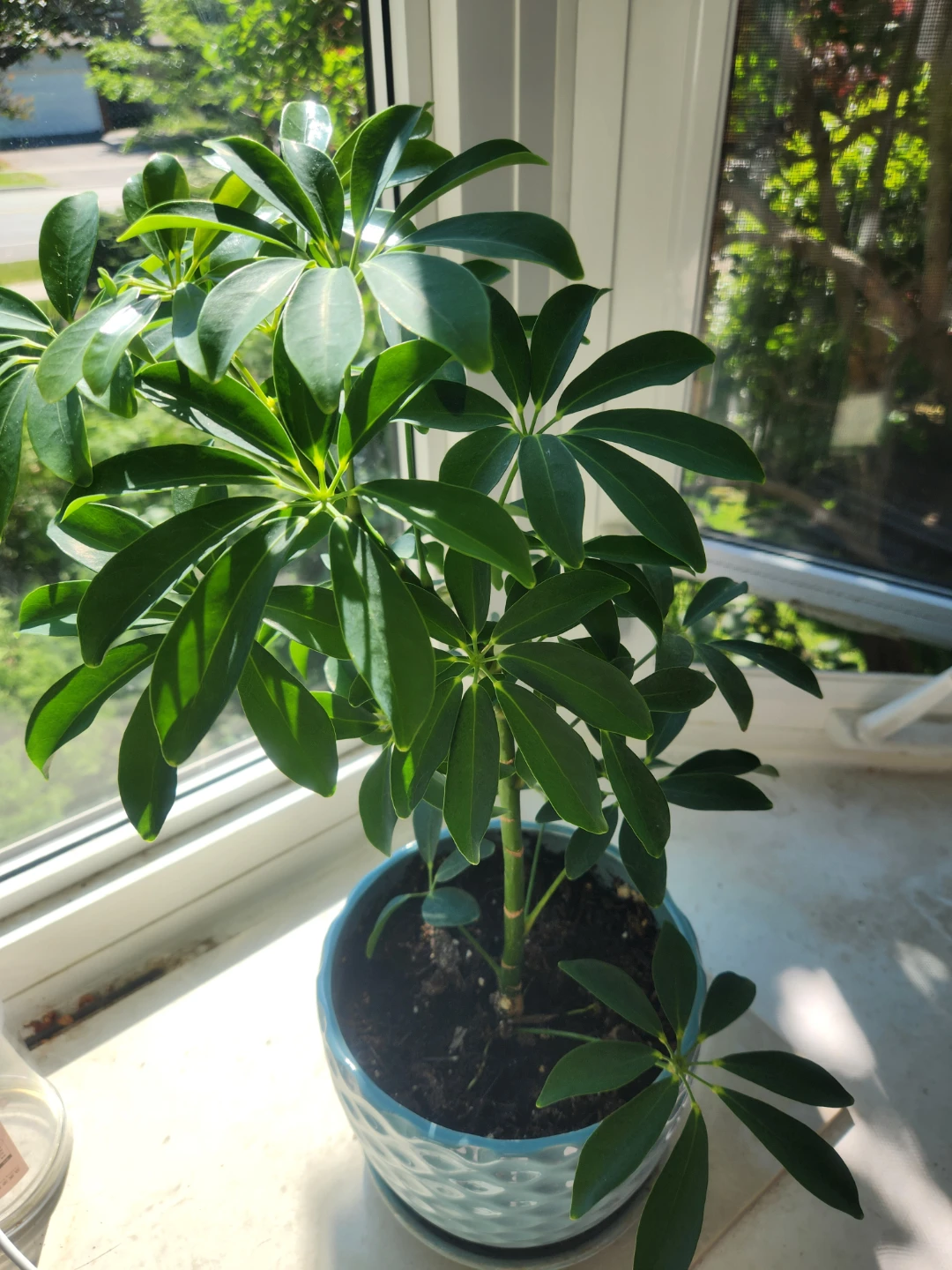 Schefflera Plant in Blue Decorative Pot - photo 2