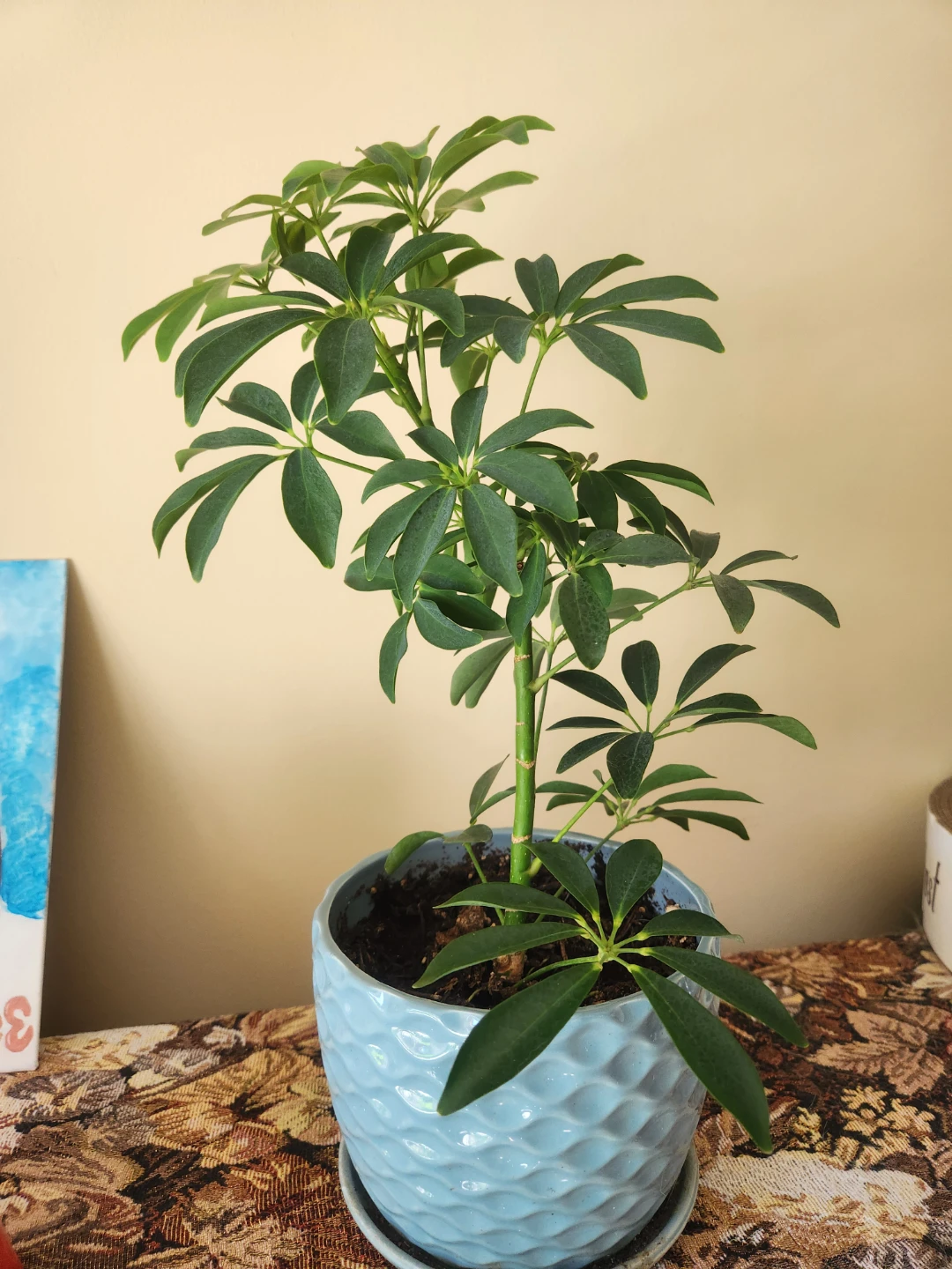 Schefflera Plant in Blue Decorative Pot - photo 3