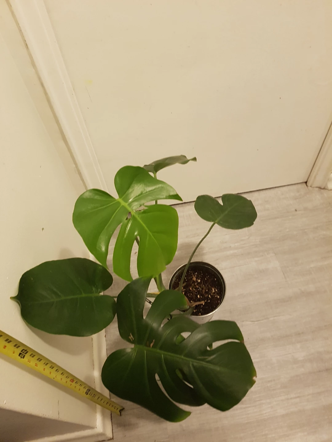 Monstera Plant - photo 5