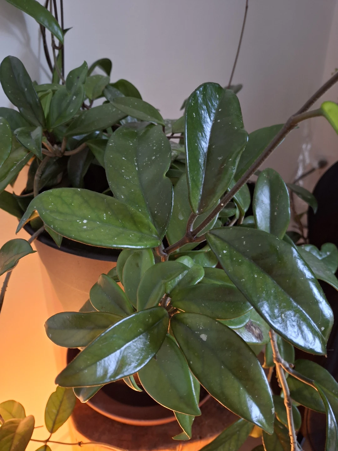Hoya Plant - photo 2