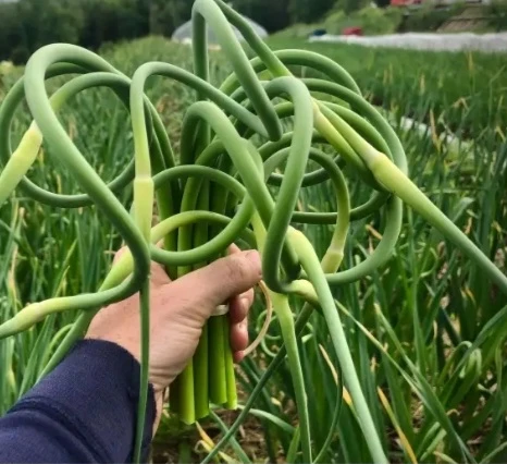 Organic Garlic Scapes
