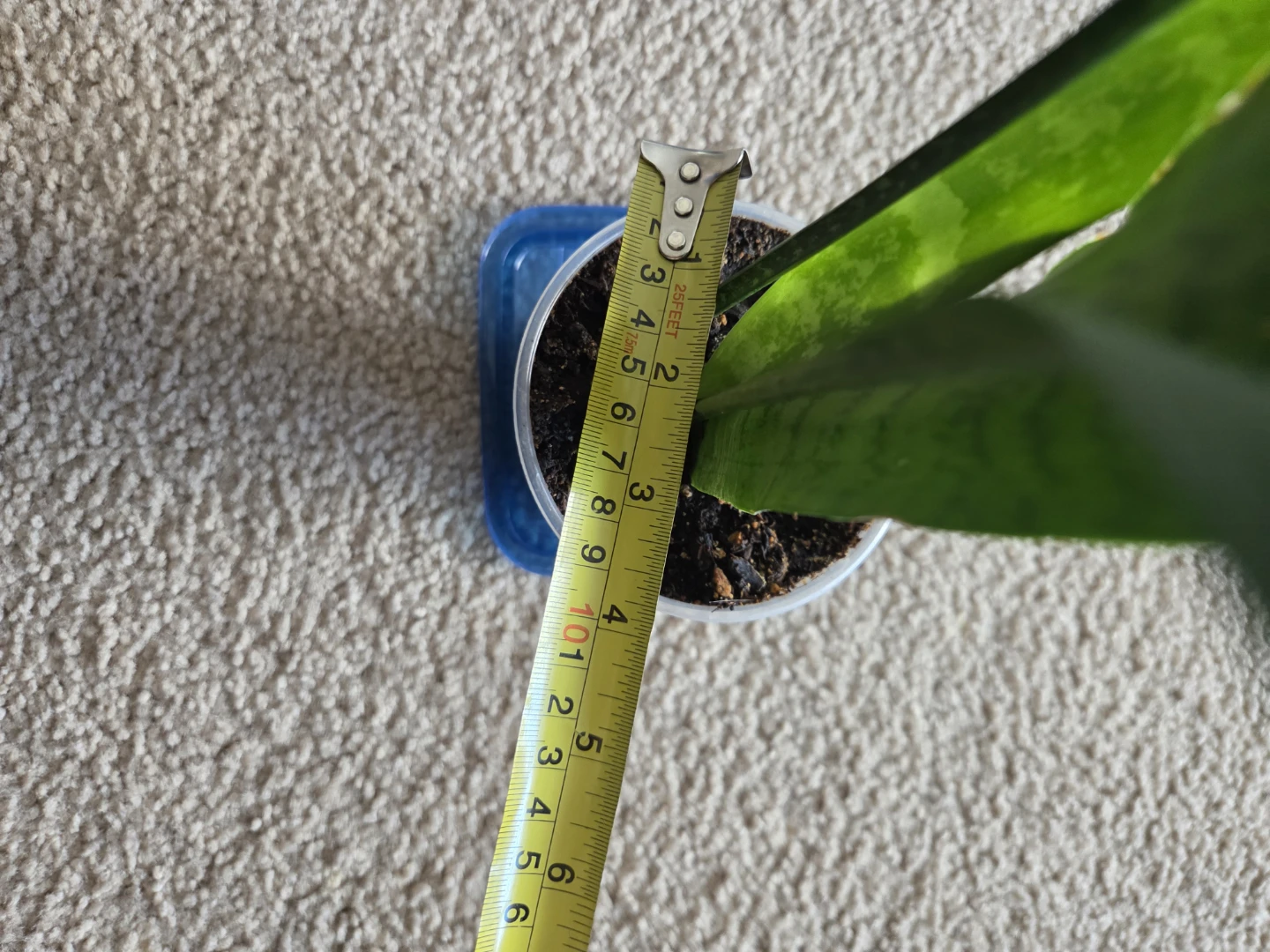 Snake Plant - photo 2