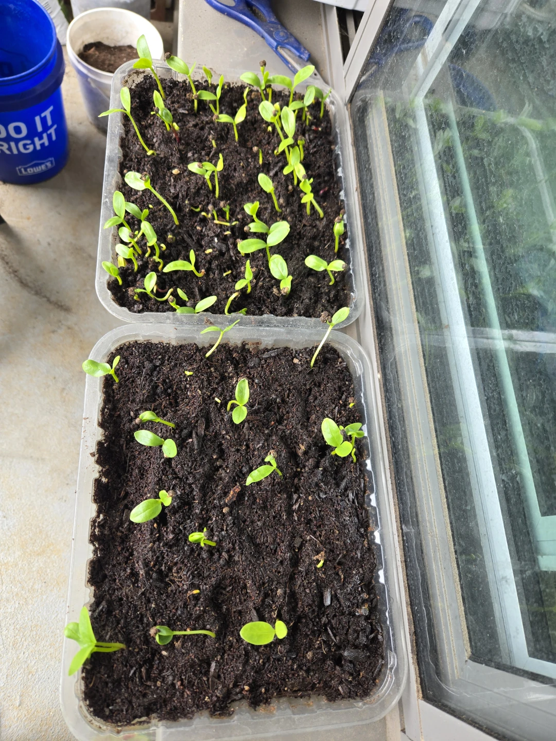 Malabar Spinach Seedling Starters