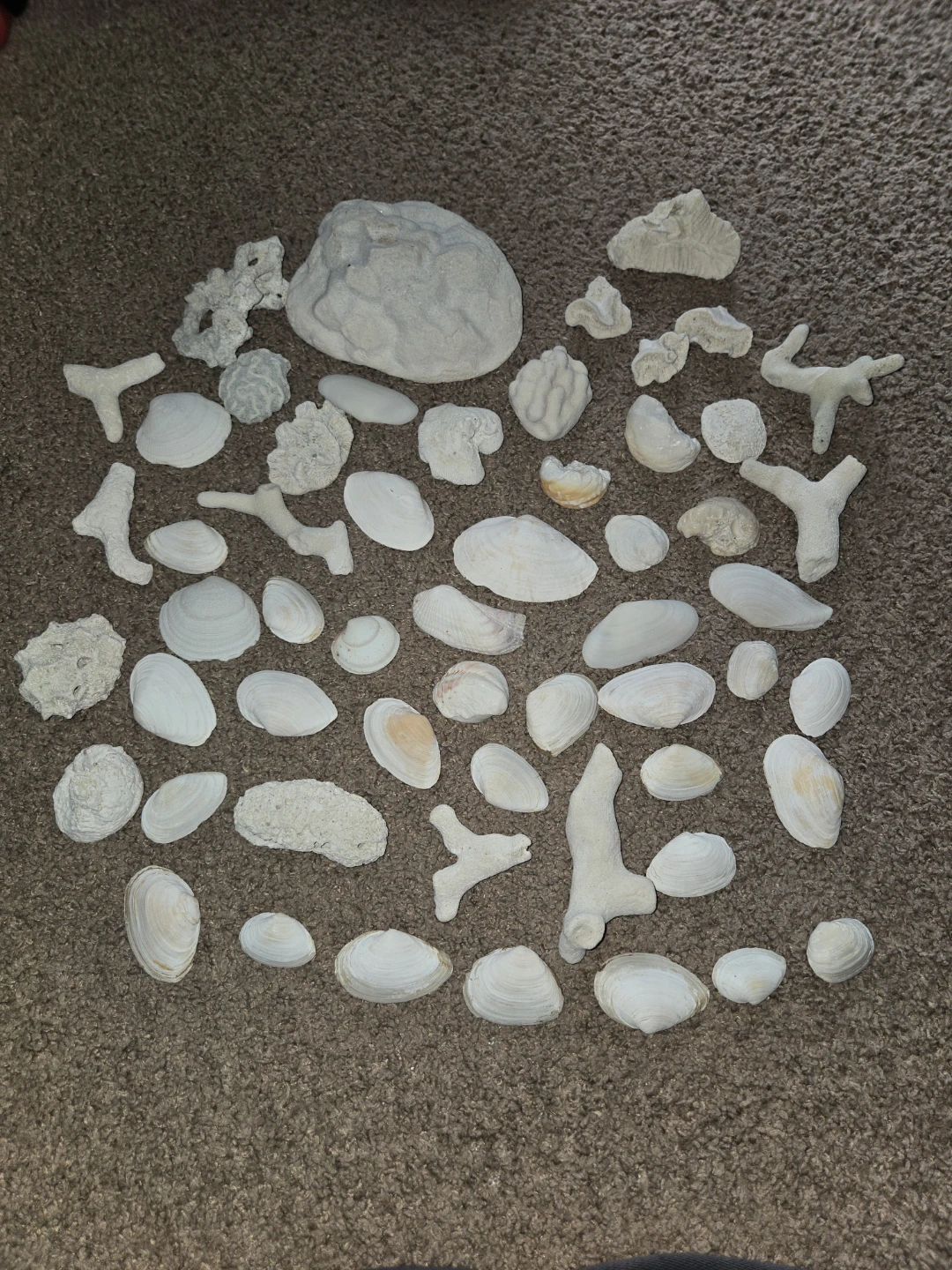 REAL FROM DOMINICAN REPUBLIC Seashells and Coral Pieces