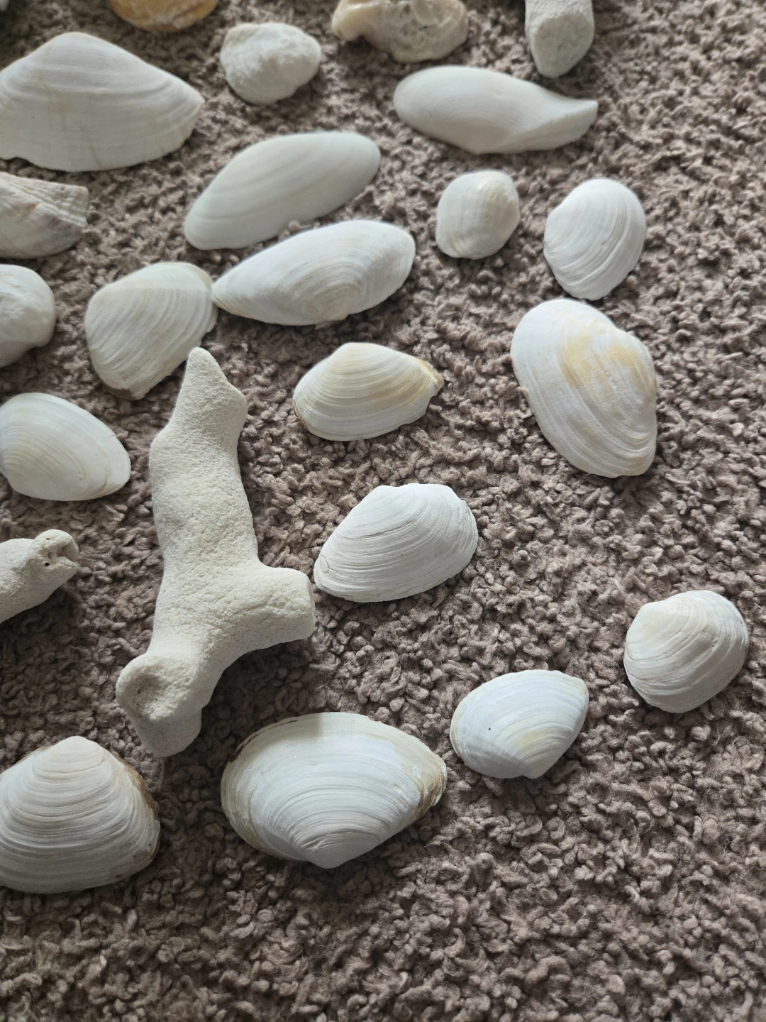REAL FROM DOMINICAN REPUBLIC Seashells and Coral Pieces - photo 2