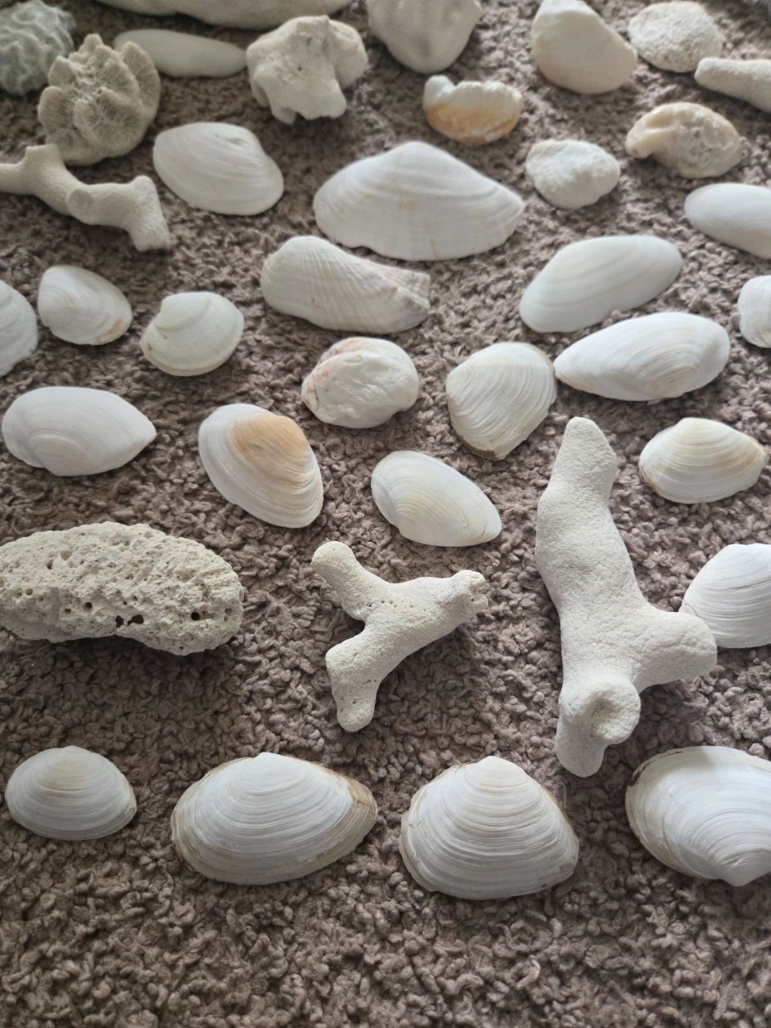 REAL FROM DOMINICAN REPUBLIC Seashells and Coral Pieces - photo 3
