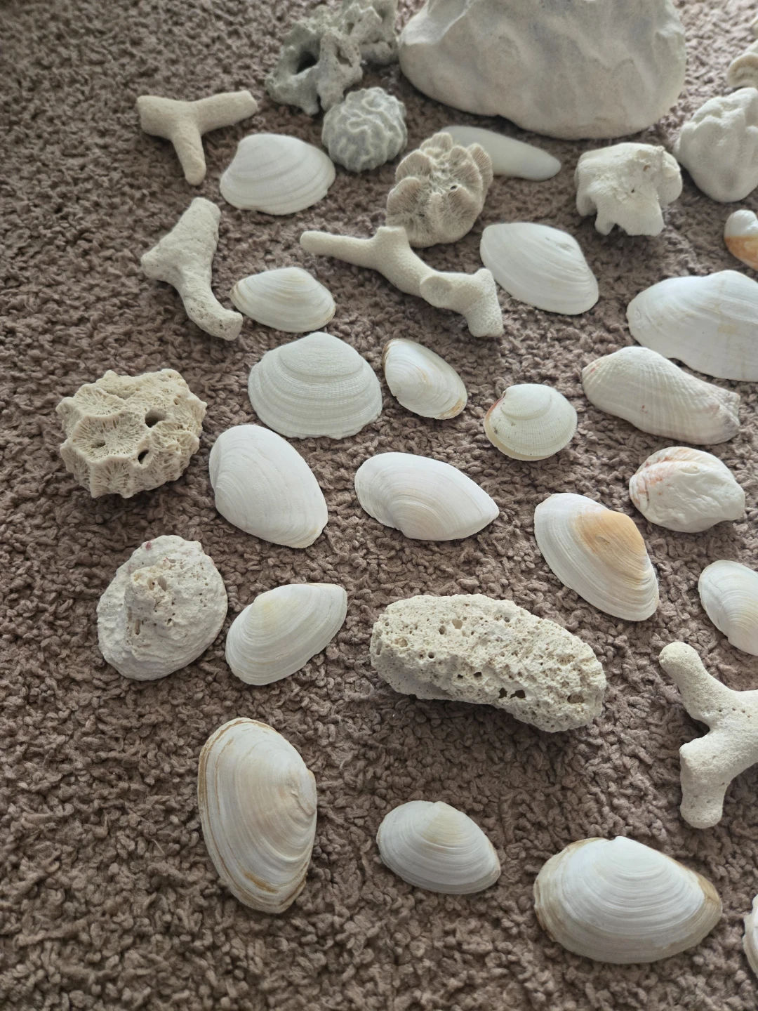 REAL FROM DOMINICAN REPUBLIC Seashells and Coral Pieces - photo 4
