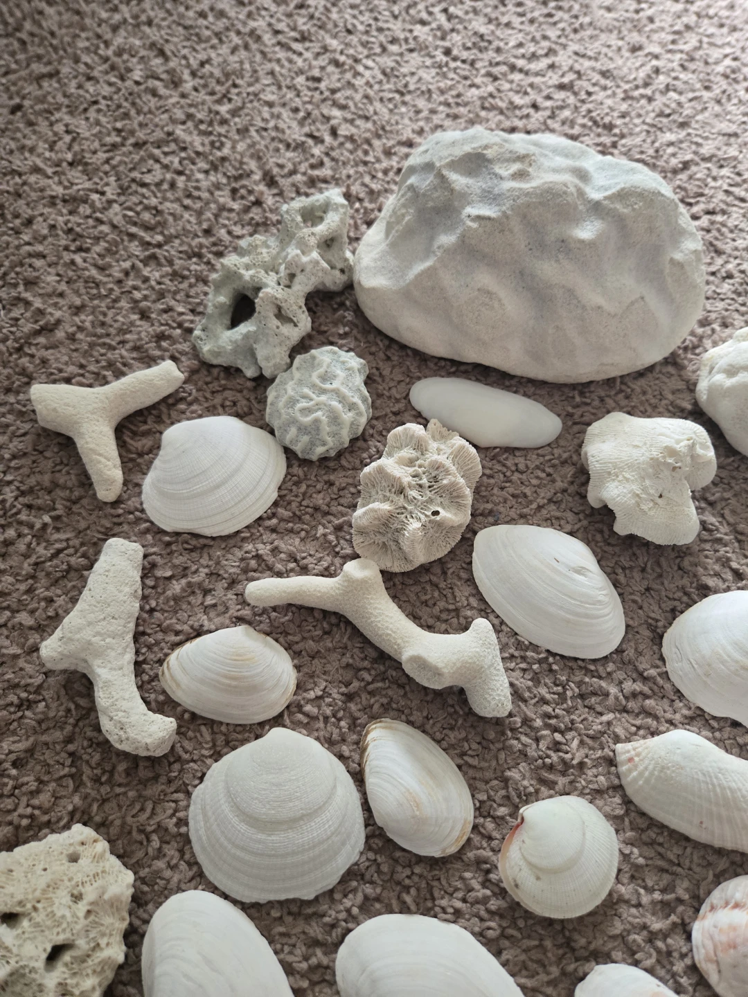 REAL FROM DOMINICAN REPUBLIC Seashells and Coral Pieces - photo 5